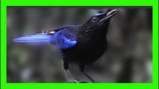 Malabar Whistling Thrush Song! Malabar Thrush Call! - Arrenga Indio Canto- Myophonus Horsfieldii