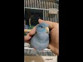 太平洋鸚鵡 愛撒嬌的小乖 マメルリハ 甘えん坊ヨシちゃん cute blue parrotlet