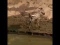 Crocodile Throws a Tantrum After Zebra Escape! #Shorts