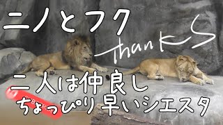 ニノとフク　二人は仲良し　～ちょっぴり早いシエスタ～　2023/07/23