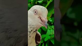 Pigeon Short Video (Gujarat Rajkot)Youtube pigeon loft❤😍🕊🕊🕊#bazipigeon#short#king#indian#pigeonlove
