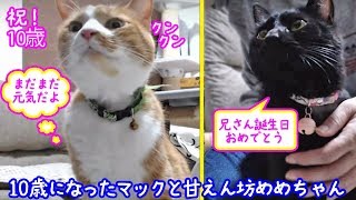 ＜2匹の猫通信＞ハッチとマックの「ほっこりライブ」10歳になったマックと甘えん坊黒猫めめちゃん！2019 08 06　- Cat Live Stream in Japan - Cat Life TV