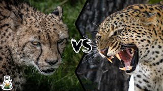 Cheetah VS Leopard - Who Would Win?