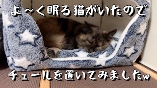 寝てる猫にチュール置いてみた‥#猫#チュール猫#サビ猫