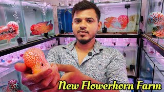 High quality Flowerhorn farm tour | chennai | தமிழ்