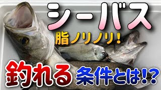 シーバスデイゲーム！誰でも簡単に釣れる！ある条件とは？