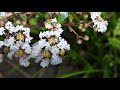 白いサルスベリの花 crape myrtle（百日紅 注釈 1 、猿滑、紫薇、lagerstroemia indica）ミソハギ科　dscn7085