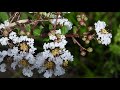 白いサルスベリの花 crape myrtle（百日紅 注釈 1 、猿滑、紫薇、lagerstroemia indica）ミソハギ科　dscn7085