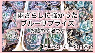 [多肉植物]雨ざらしに強かったブルーサプライズお纏めして増やす^_^1人になった私の戯言