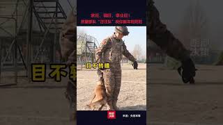 1月28日，新年到，来自武警部队“猎鹰突击队”的训导员携警犬“汪汪队”给大家拜年啦！祝大家巳巳如意，生生不息，新的一年家旺、福旺、事业旺！#恭贺新春 #武警 #警犬