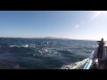 Sardine Run 2017