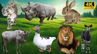 Lively Animal Sounds: Leopard, Rhinoceros, Rabbit, Wildebeest, Duck – Hilarious Farm Encounters