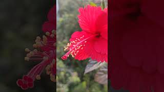 Today's pretty hibiscus