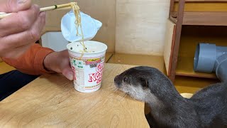 カワウソの横でカップヌードル食べてみたら大変なことに...笑When I tried eating cup noodles next to an otter, I was in trouble...