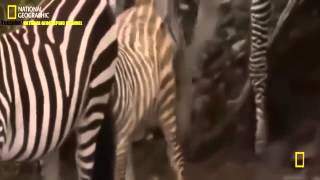 Lion Documentary Full 2015 - National Geographic Docymentary 2015