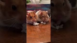 hamster eat rice