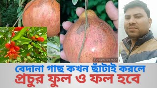 ডালিম গাছে অধিক ফলন চান? এইভাবে ছাটাই করুন#anar plant pruning season #pomegranate#