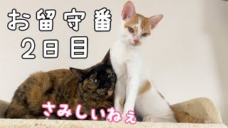 パパママの帰りを待つ娘と猫たちのお留守番【後編】