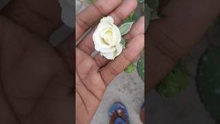 Viral song গোলাপ ফুলের কাঁটা #beautiful গোলাপ ফুল #soker bagan chanel #🌹🌹