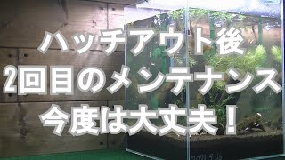 だいぶ控えめな2回目のメンテナンス【稚ビー生存率を上げよう#9】