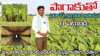 Tobacco Farming | నష్టమంటూ తెలియని లాభాల పంట 0 పెట్టుబడితో ఏటా ₹1,50,000 ఆదాయం | tobacco cultivation