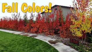 Spectacular Fall Colors In My Backyard - October 2024