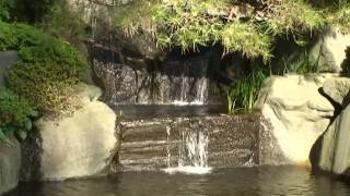 KOI Pond Yahiko village