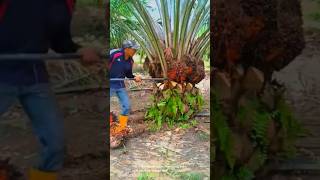 Harvesting fruits from palm tree