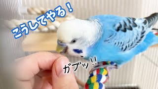 うめが噛みつきインコになってしまいました＞＜