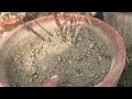 gulab ke pode ko lush green banaen best organic fertilizer for rose plants