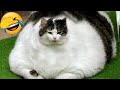 Best Funny Animals 2024 😍 Funniest Dogs and Cats 😻🐶 Part 7