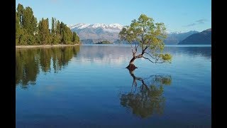 Wanaka Tree \u0026 Lake, New Zealand : Amazing Planet