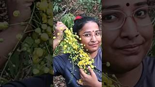 എന്റെ വീട്ടിലെ കണികൊന്ന🫰🎋#malayalam #trending #ytshorts #subscribe #flowers #homedecor #village