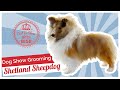 Dog Show Grooming: How to Groom a Shetland Sheepdog