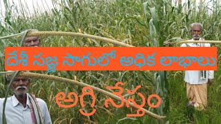 సజ్జలో మేలు రకం వంగడాలు||bhumi nestam