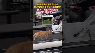 健身房貓咪爬上跑步機，自己按鍵啟動后站在上面跑步，網友：再過兩天就偷吃你們蛋白粉了