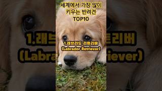 세계에서 가장 많이 키우는 반려견 TOP10 #top10