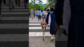 人間といっしょに横断する鹿🦌奈良公園