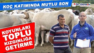 Koyunları Toplu Kızgınlığa Getirme | Koç Katımında Mutlu Son