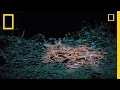 Cannibal Scorpions vs. Shrew | National Geographic