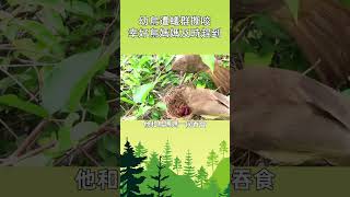 幼鳥遭蟻群撕咬 幸好鳥媽媽及時趕到   #寵物 #動物 #可愛