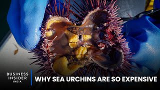 Why Sea Urchins Are So Expensive | So Expensive