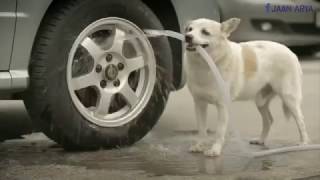 The Faithful Dog Help to boy, and also Propose to His girl friend