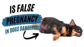 IS FALSE PREGNANCY IN DOGS DANGEROUS?