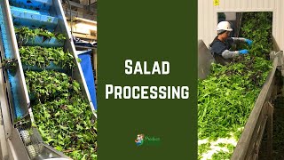 Salad Processing: How is Mixed Salad Made (in California)