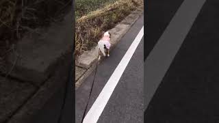 キャバリア チョコちゃんのあさんぽ動画です。お散歩の擬似体験が出来るかと思います😊ちょこまか可愛い姿を是非ご視聴ください。