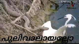 Snake fight|പാമ്പും കൊക്കും തമ്മിലൊരു പോരാട്ടം by future tech malayalam