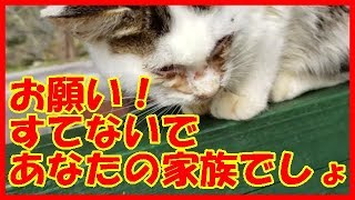 #1野良猫 捨てるな！家族として一生付き合っていきましょう。