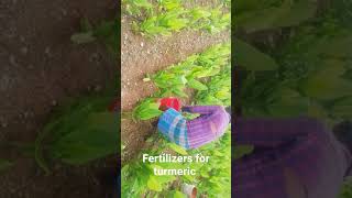 Adding fertilizers for 4months old turmeric crop