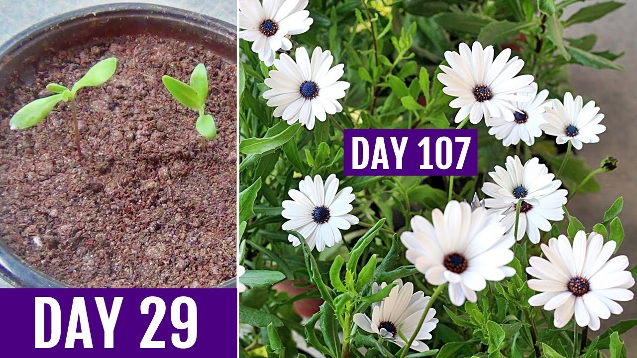 How To GROW Dimorphotheca/African DAISY From Seed - YouTube